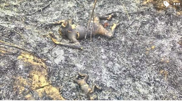 Ancaman Jokowi, Kebakaran Hutan, dan Orangutan