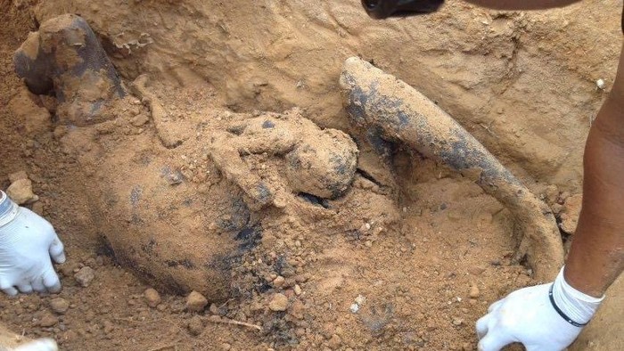 Polisi Masih Selidiki Kematian 3 Orangutan di Bontang Kaltim