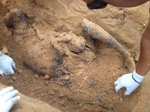 3 Orangutan Terpanggang di Bontang, Komisi IV DPR: Kejar Pelakunya!
