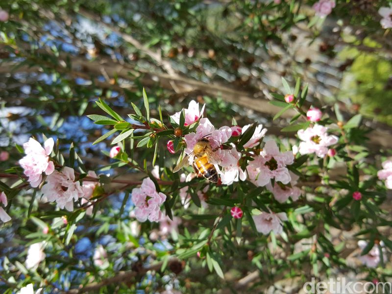 Honey with manuka flowers