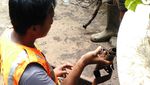 Bungkus Kabel di Gorong-gorong Patung Kuda Dibersihkan