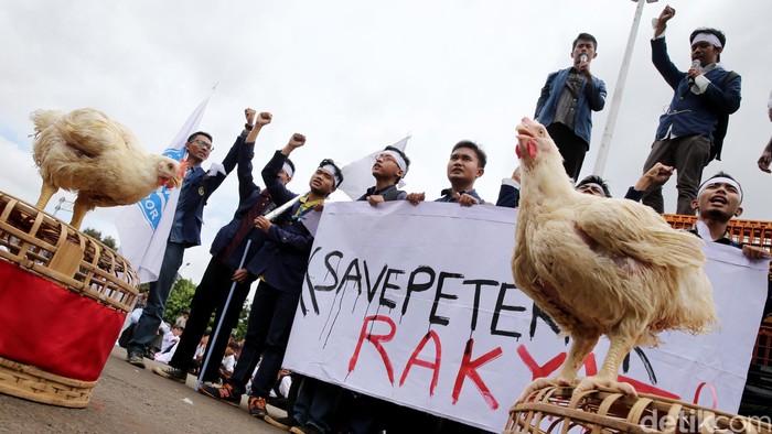 Peternak ayam potong berunjukrasa di depan Istana Merdeka, Jakarta, Selasa (1/3/2016). Mereka memintah pemerintah memperbaiki tata niaga unggas untuk menjaga stabilitas harga di tingkat peternak. Para peternak yang tergabung dalam Sekber Penyelamatan Peternak Rakyat dan Perunggasan Nasional meminta kenaikan harga jual ayam hidup di atas Biaya Pokok Produksi (BPP) yakni Rp18.500/ekor. Aksi yang diiikuti sekitar 300 peternak tersebut berlangsung damai dan tertib. (Ari Saputra/detikcom)