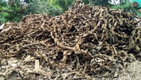Sebanyak 11 truk limbah bungkus kabel dari gorong-gorong Jl Medan Merdeka Selatan, Jakarta Pusat, berhasil dikumpulkan dalam operasi pembersihan 24 Februari-1 Maret. Limbah itu ditumpuk di penampungan sementara di Benhil. Tingginya mencapai 2 meter. Aditya Fajar Indrawan/detikcom.