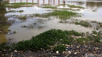 Sampah yang mengumpul di bagian samping bendungan mengakibatkan sedimentasi. Al Fanny Panestika/detikFoto.