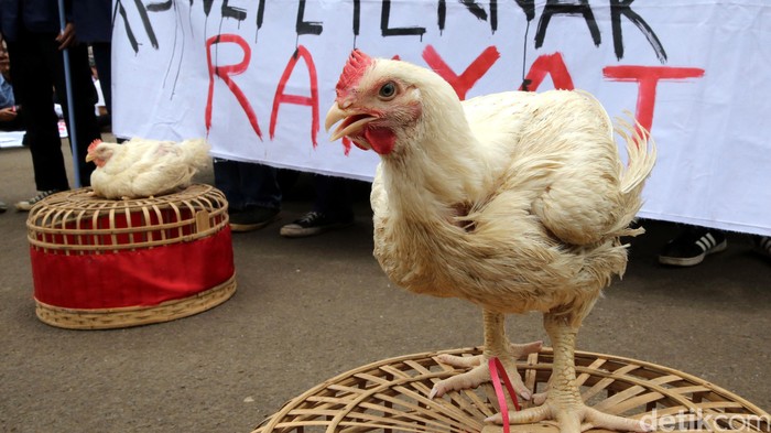 Peternak ayam potong berunjukrasa di depan Istana Merdeka, Jakarta, Selasa (1/3/2016). Mereka memintah pemerintah memperbaiki tata niaga unggas untuk menjaga stabilitas harga di tingkat peternak. Para peternak yang tergabung dalam Sekber Penyelamatan