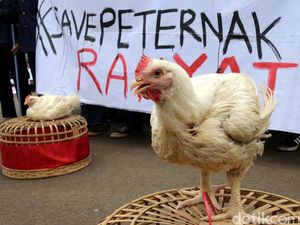 Harga Ayam Hidup Anjlok!