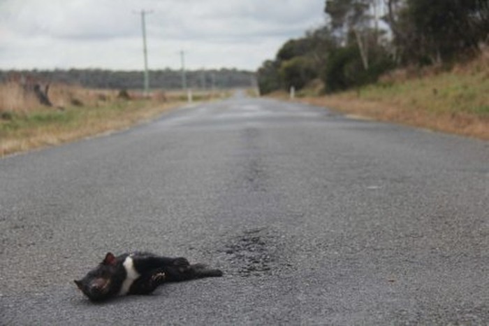 Makin Banyak Tasmanian Devil Mati Ditabrak di Jalan Raya Australia