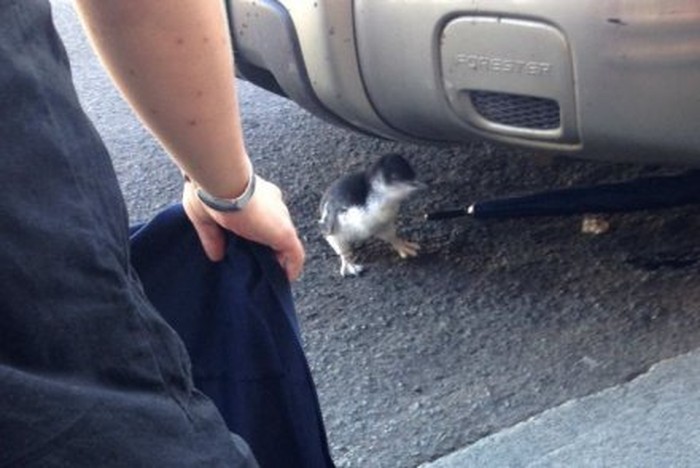 Anak Penguin Peri Tersesat Masuk ke Pub di Hobart