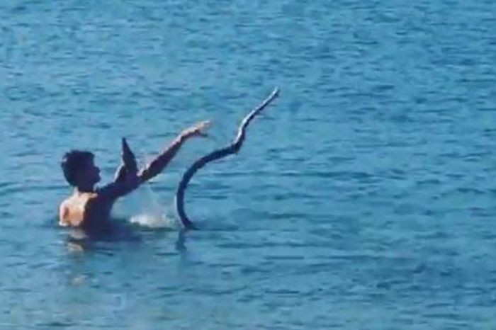 Pria Ini Diusut Polisi karena Ajak Ular Peliharaannya Berenang