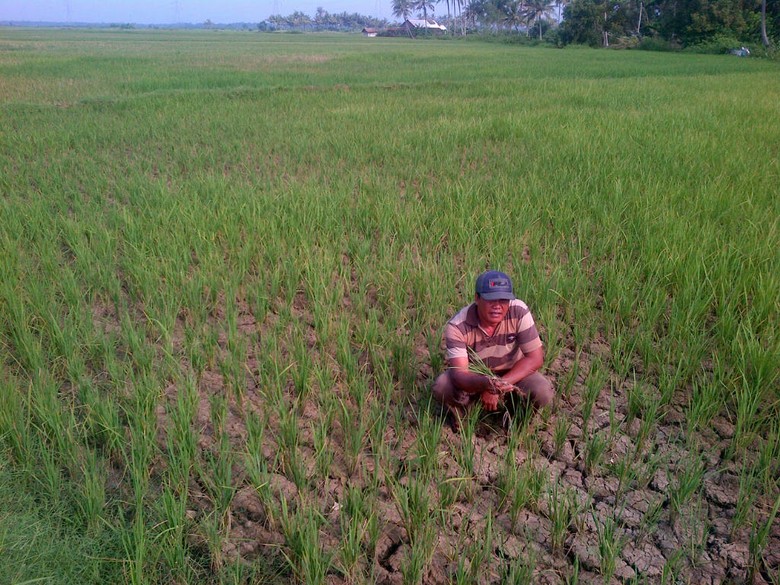 Tambang Ilegal Sebabkan 85 Hektare Sawah Di Cilacap Gagal