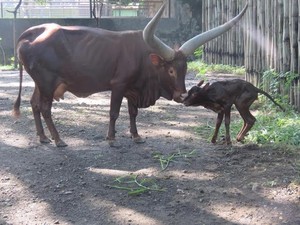 Lahirnya Anak Watusi Tambah Jumlah Satwa KBS