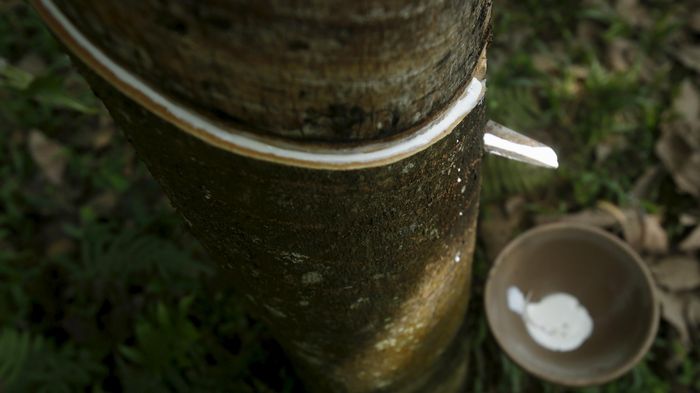 Penyadapan karet/Foto: Reuters Penyadapan karet/Foto: Reuters