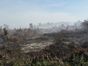 Kebakaran Lahan Terjadi Lagi di Riau, Tim Gabungan Berjibaku Padamkan Api