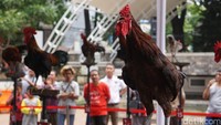 Suasana tenang dan hening di kawasan wisata Situ Buleud tiba-tiba gaduh dengan suara ratusan ayam yang berkokok nyaring.