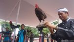 Kontes Ayam Ketawa Tingkat Nasional di Purwakarta