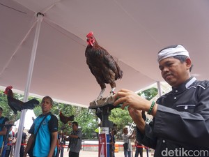 Meriahnya Kontes Ayam Ketawa Tingkat Nasional di Purwakarta