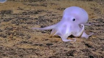10. Gurita: Dari seluruh hewan invertebrata, gurita memiliki otak paling besar dengan 130 juta neuron. Namun, 60% dari neuron gurita tidak berada di otak, melainkan di lengannya, yang juga dapat tumbuh kembali setelah terpotong. Foto: BBC Magazine