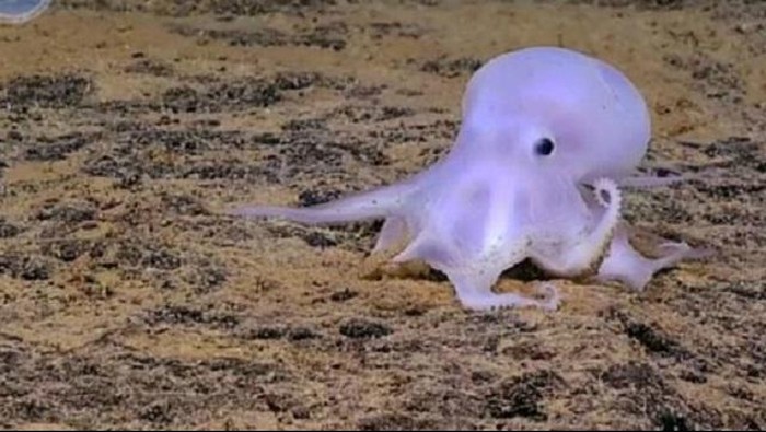 Gurita transparan mirip hantu casper ditemukan di Hawaii