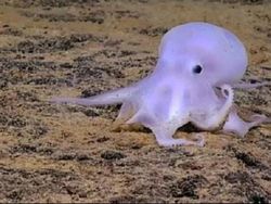 10 Hewan Paling Cerdas di Dunia, Ada yang Mengagetkan