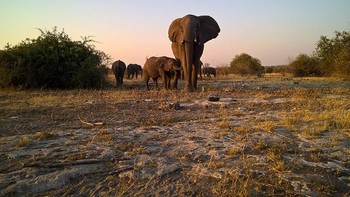 Masih di lokasi yang sama di Zambia & Zimbabwe, ini potret hewan liar dengan sekelompok gajah. Menggunakan smartphone Lumia 830. Foto: Microsoft Devices/Stephen Alvarez