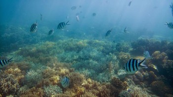 Foto underwater menampilkan karang laut menakjubkan di Australia yang terkenal dengan nama Great Barrier Reef. Foto: Microsoft Devices/Stephen Alvarez