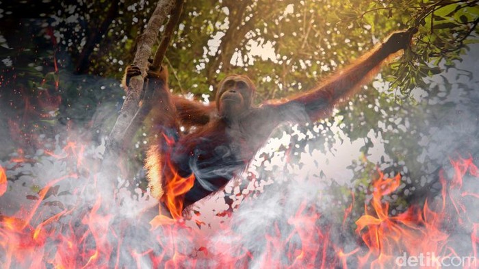 Tersangka Kasus Matinya 3 Orangutan di Bontang Terancam 5 Tahun Penjara