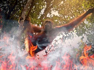 Tersangka Kasus Matinya 3 Orangutan di Bontang Terancam 5 Tahun Penjara