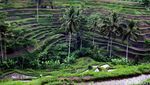 Pemandangan Sawah di Ubud yang Dicomot Video Wisata Filipina