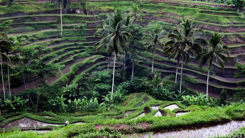 Sawah teras sering di Ubud Bali. dikhy sasra/ilustrasi/detikfoto