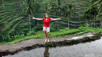 Pemandangan sawah yang dicomot berlokasi di Ubud, Bali.  