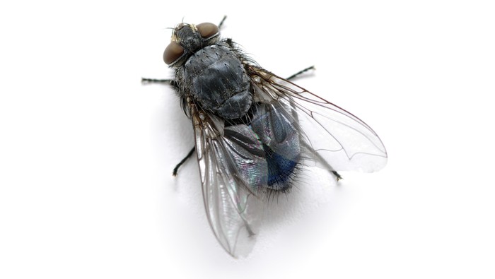 lalat