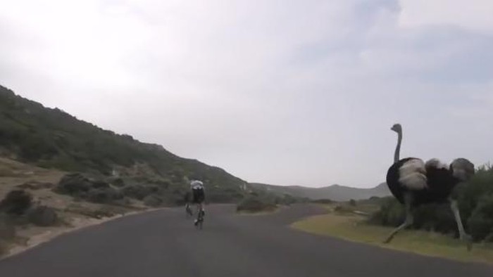Asyik Bersepeda di Afrika, 2 Traveler Dikejar Burung Unta