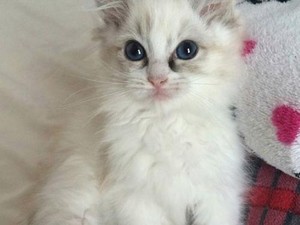 Menggemaskan, Ketika Hewan Peliharaan Manicure dan Pakai Cat Kuku