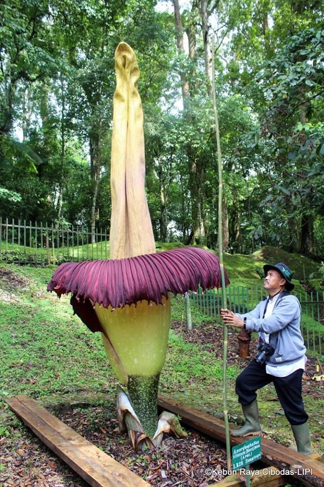  Bunga Bangkai  Tertinggi Mekar di Kebun Raya Cibodas ini Penampakannya