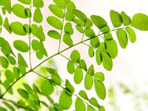 Daun Kelor (moringa oleifera) yang terkenal dengan peribahasa 'dunia tak selebar daun kelor'.