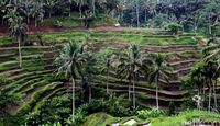 (Dikhy Sasra/detikTravel)