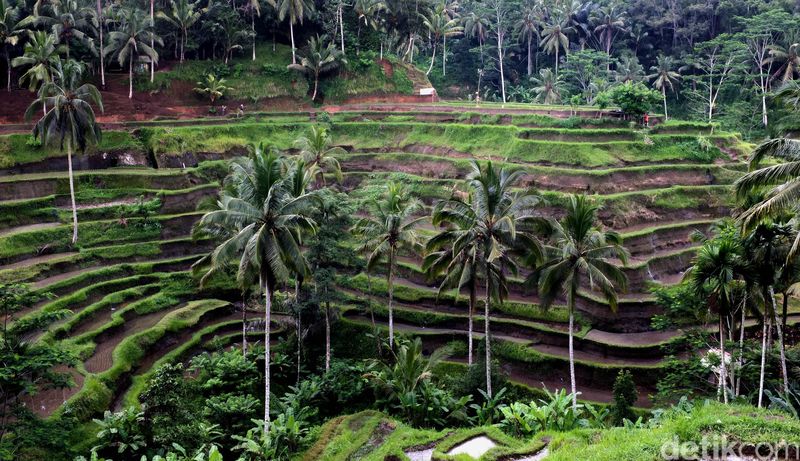 Sawah teras sering di Ubud Bali. dikhy sasra/ilustrasi/detikfoto