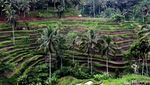 Pemandangan Sawah di Ubud yang Dicomot Video Wisata Filipina
