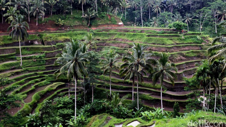 Foto: Sawah berteras yang indah di Ubud (Dikhy Sasra/detikTravel) Foto: Sawah berteras yang indah di Ubud (Dikhy Sasra/detikTravel)