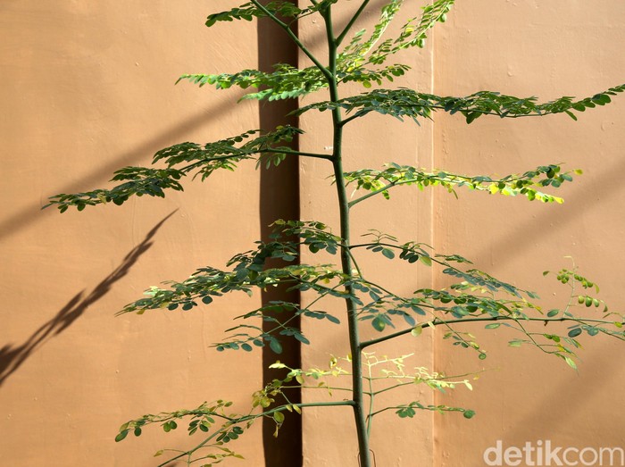 Ada yang mau coba makan daun kelor? (Foto: Ari Saputra) Ada yang mau coba makan daun kelor? (Foto: Ari Saputra)