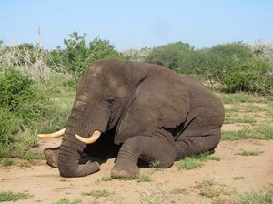 Pertama dalam 20 Tahun, Seekor Gajah Kembali ke Somalia
