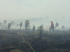 Ini Penjelasan BNPB Soal Muncul Lagi Kebakaran Hutan dan Lahan