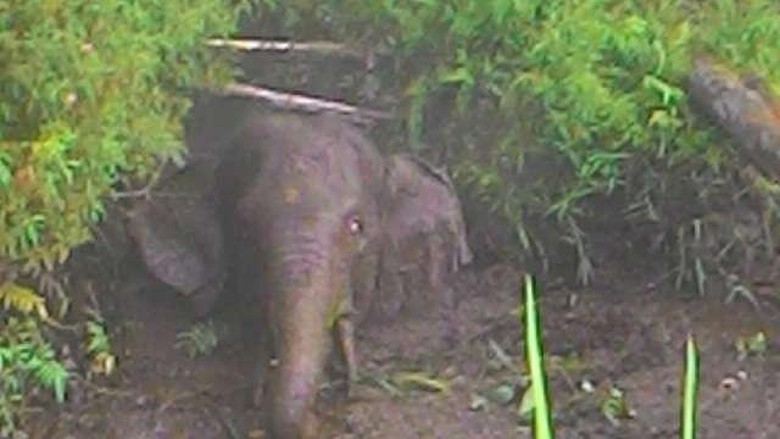 Gajah Liar di Riau Terjebak dalam Kanal, Ini Penampakannya Gajah Liar di Riau Terjebak dalam Kanal, Ini Penampakannya