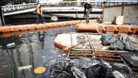 Dalam sehari, sampah di Kali Sentiong bisa mencapai satu truk.