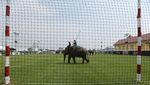 Ketika Gajah Bermain Polo