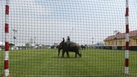 Seekor gajah melintas didepan gawang pertandingan polo dalam turnamen Kings Cup Elephant Polo. Jorge Silva/Reuters.