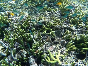 Banyuwangi Festival Usung Pesona Bawah Laut Hingga Pasar Ikan