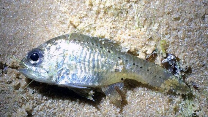 Ikan Rakus Ini Ancam Stok Udang Sungai di Perth