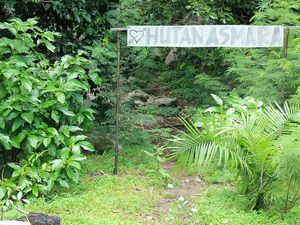 Hutan Asmara yang Penuh Misteri di Belitung