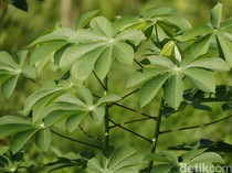 Rebusan Daun Apa untuk Menurunkan Gula Darah dan Ada di Sekitar Rumah?